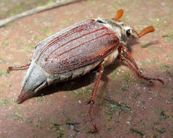 Maikäfer